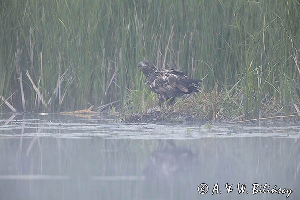 Bielik, Haliaetus albicilla