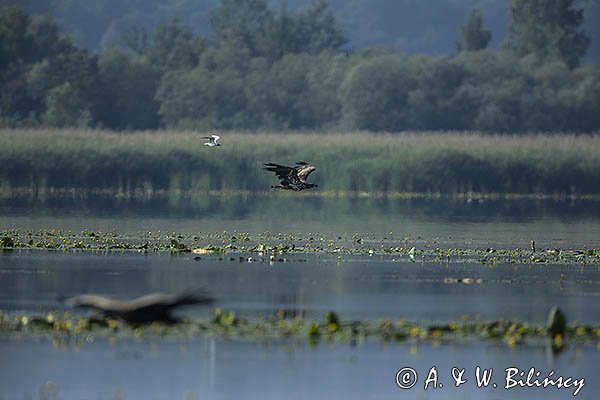 Bieliki, Haliaetus albicilla