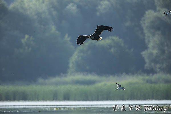 Bielik, Haliaetus albicilla i śmeszka, Larus ridibundus