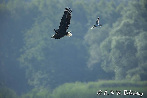 Bielik, Haliaetus albicilla i śmeszka, Larus ridibundus