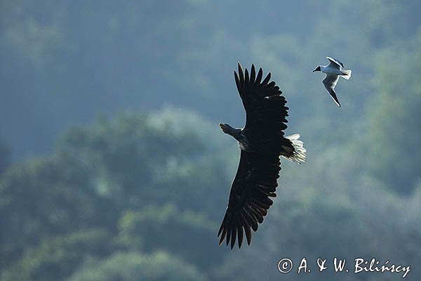 Bielik, Haliaetus albicilla i śmeszka, Larus ridibundus