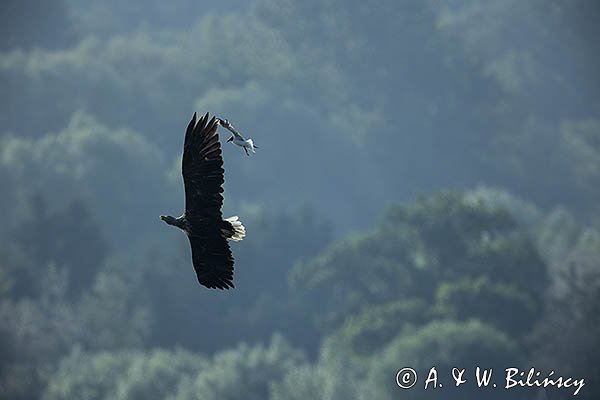 Bielik, Haliaetus albicilla i śmeszka, Larus ridibundus