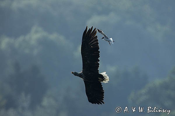 Bielik, Haliaetus albicilla i śmeszka, Larus ridibundus