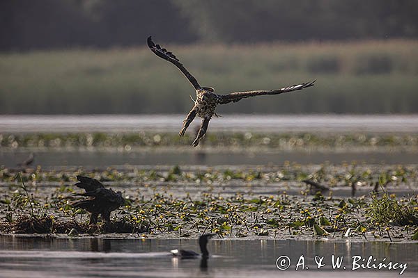 Bieliki, Haliaetus albicilla