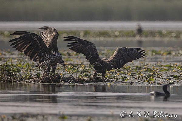 Bieliki, Haliaetus albicilla