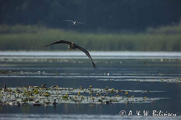 Bielik, Haliaetus albicilla i śmeszka, Larus ridibundus