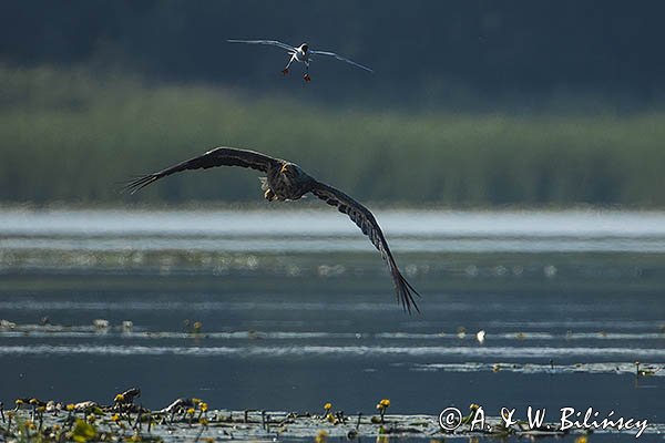 Bielik, Haliaetus albicilla i śmeszka, Larus ridibundus