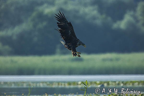 Bielik, Haliaetus albicilla