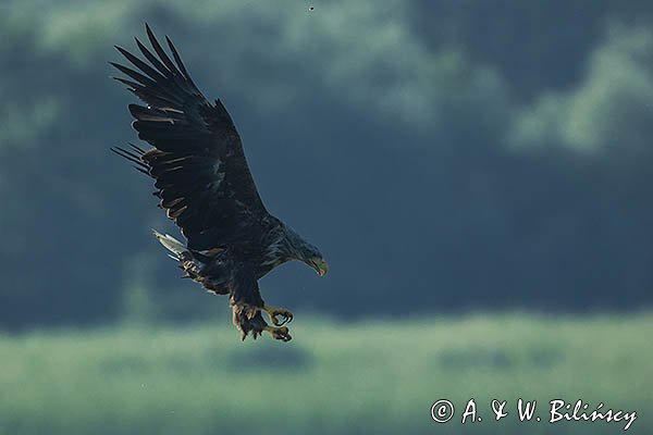 Bielik, Haliaetus albicilla