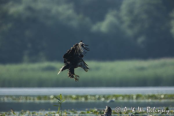 Bielik, Haliaetus albicilla