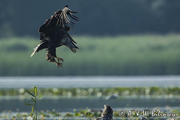 Bielik, Haliaetus albicilla