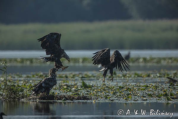 Bieliki, Haliaetus albicilla