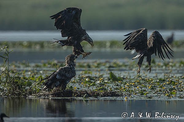 Bieliki, Haliaetus albicilla