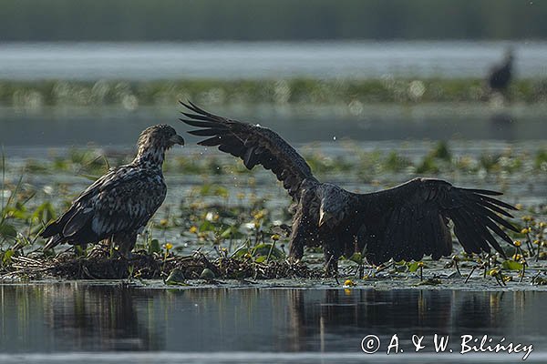 Bieliki, Haliaetus albicilla