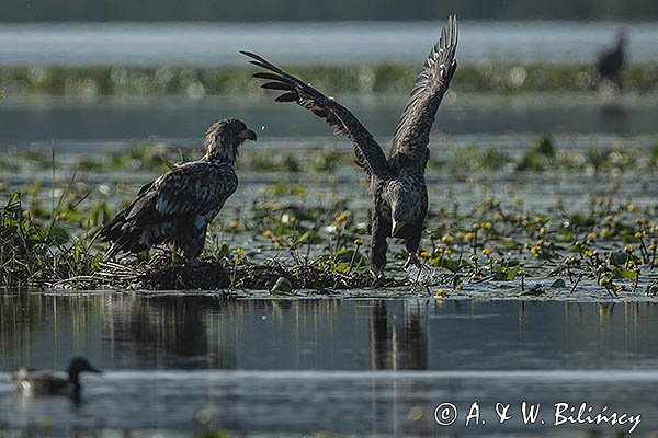 Bielik, Haliaetus albicilla