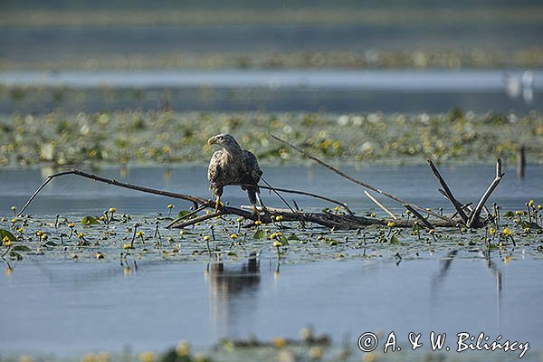 Bielik, Haliaetus albicilla