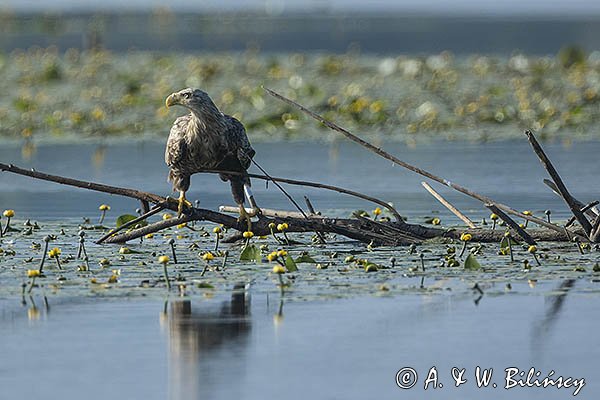 Bielik, Haliaetus albicilla