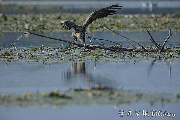 Bielik, Haliaetus albicilla