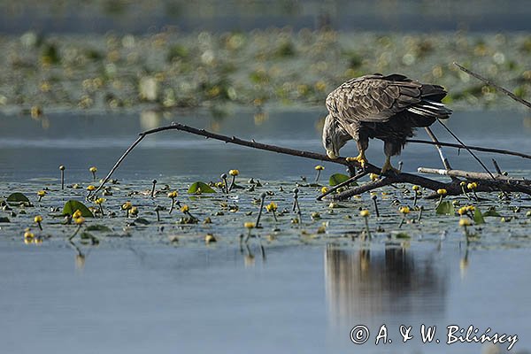 Bielik, Haliaetus albicilla