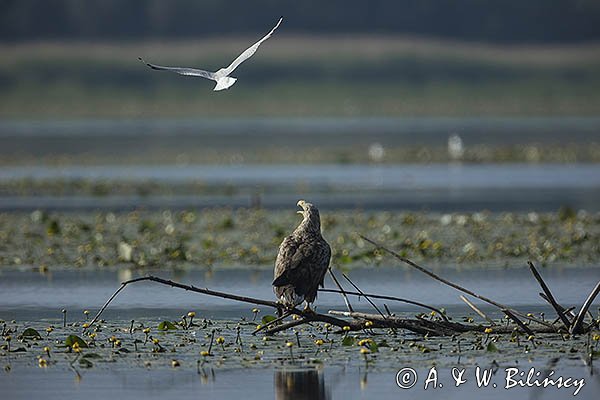 Bielik, Haliaetus albicilla i śmeszka, Larus ridibundus