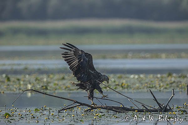 Bielik, Haliaetus albicilla