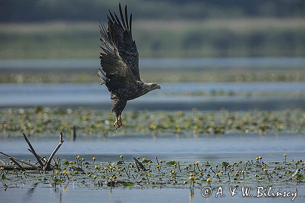 Bielik, Haliaetus albicilla