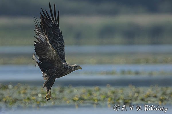 Bielik, Haliaetus albicilla