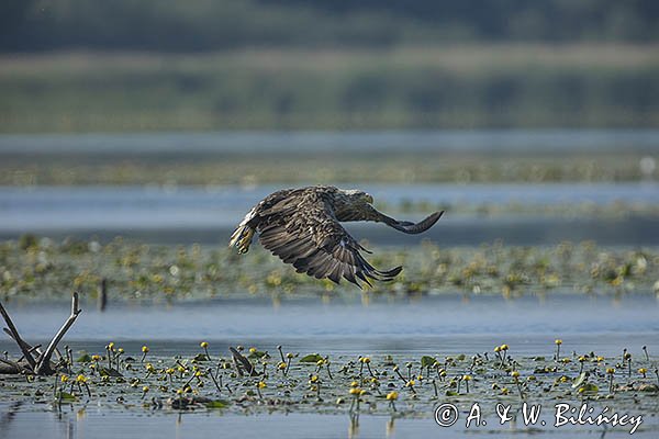 Bielik, Haliaetus albicilla