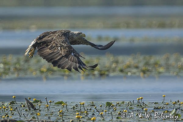 Bielik, Haliaetus albicilla