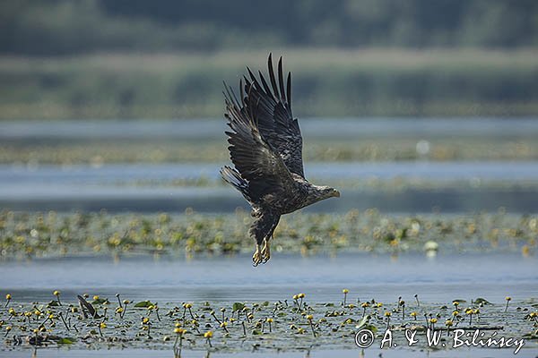 Bielik, Haliaetus albicilla