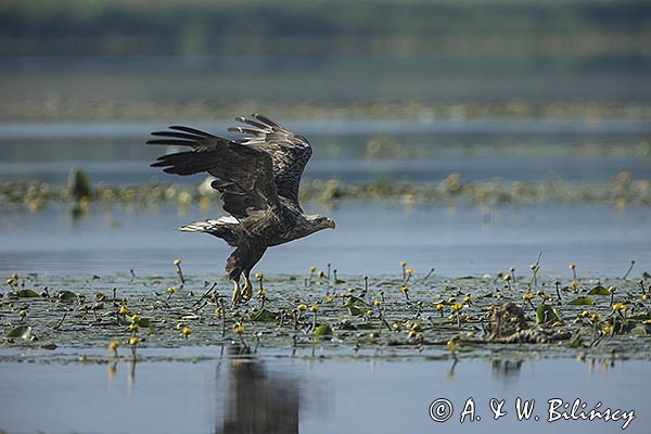 Bielik, Haliaetus albicilla