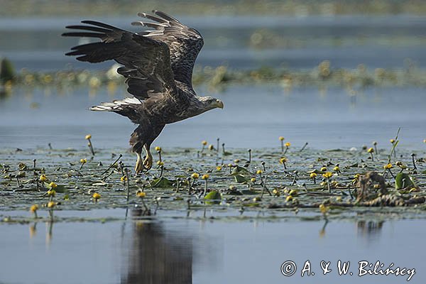 Bielik, Haliaetus albicilla