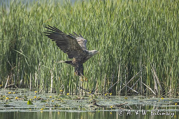 Bielik, Haliaetus albicilla