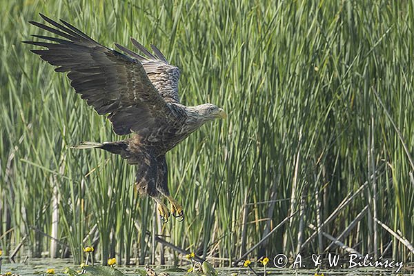 Bielik, Haliaetus albicilla