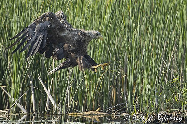 Bielik, Haliaetus albicilla