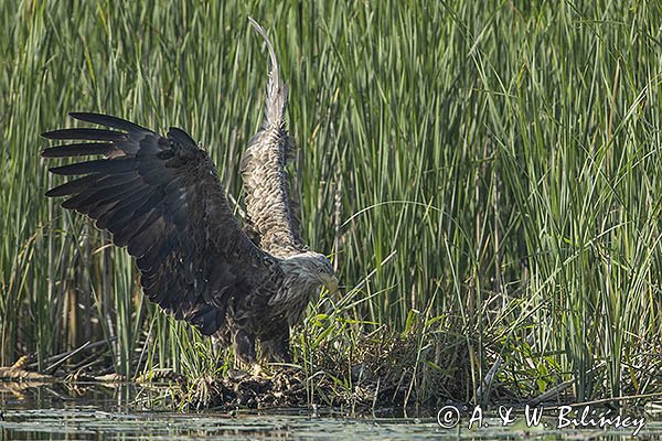 Bielik, Haliaetus albicilla