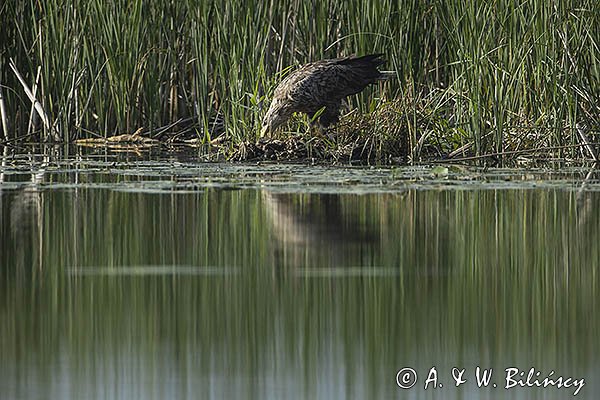 Bielik, Haliaetus albicilla