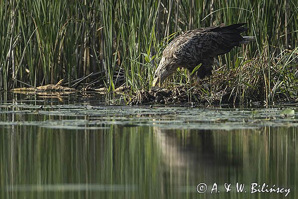 Bielik, Haliaetus albicilla