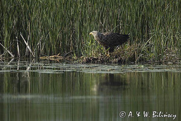 Bielik, Haliaetus albicilla