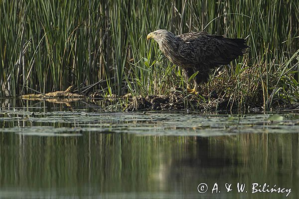 Bielik, Haliaetus albicilla