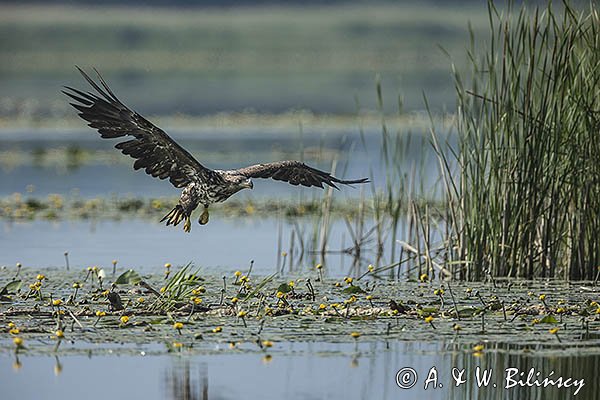 Bielik, Haliaetus albicilla