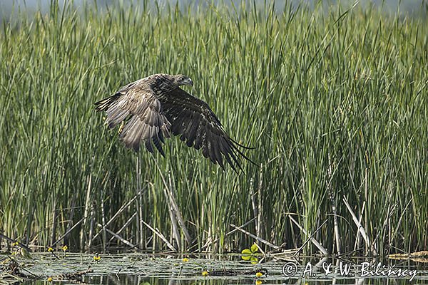 Bielik, Haliaetus albicilla