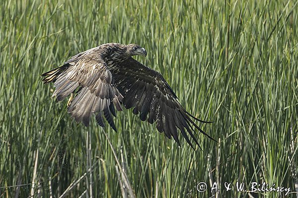 Bielik, Haliaetus albicilla