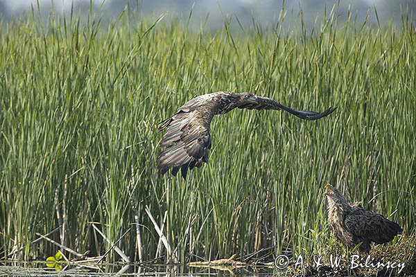 Bielik, Haliaetus albicilla