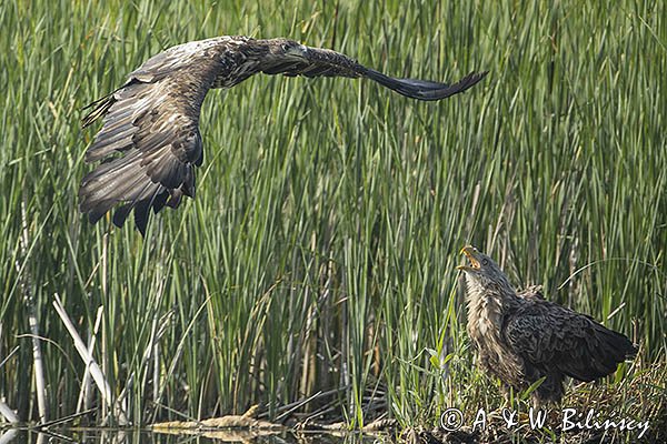 Bieliki, Haliaetus albicilla