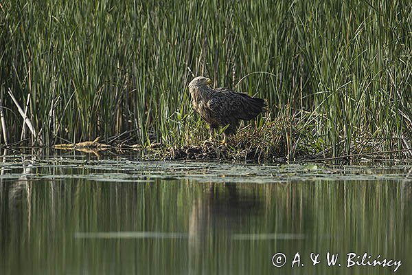 Bielik, Haliaetus albicilla