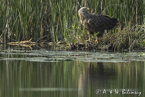 Bielik, Haliaetus albicilla