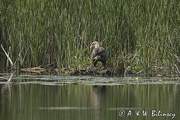 Bielik, Haliaetus albicilla