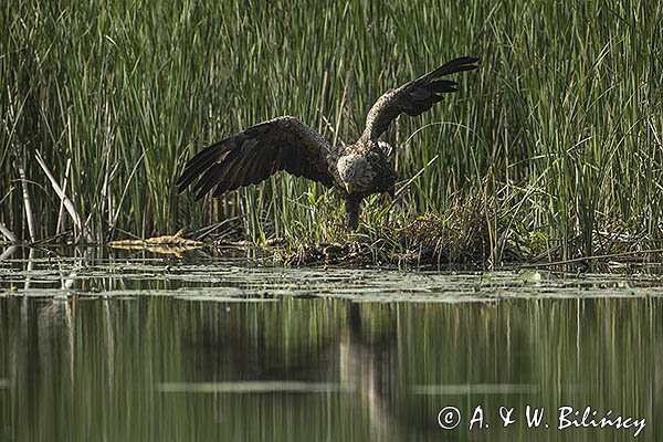 Bielik, Haliaetus albicilla