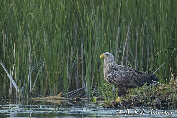 Bielik, Haliaetus albicilla